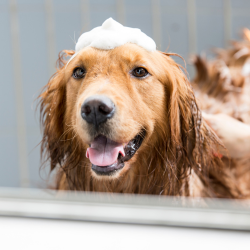 Banho para Pets em Gravataí