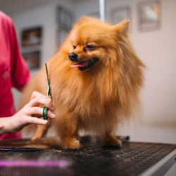 Banho e Tosa para Pets em Gravataí