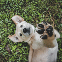 Ortopedia Veterinária em Gravataí, Spa do Animal, clínica veterinária