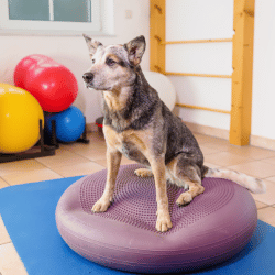 Fisioterapia Veterinária , Clínica Veterinária - Spa do Animal