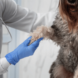 Dermatologia, Clínica Veterinária, Spa do Animal