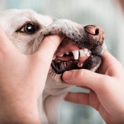 Odontologia Veterinária Gravataí, Clínica Veterinária, Spa do Animal